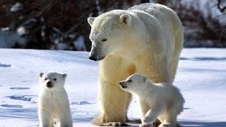 El Oso Polar Documental En Español [upl. by Manton573]