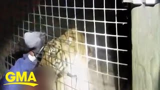 New body camera footage of tiger bite aftermath l GMA [upl. by Tirma]