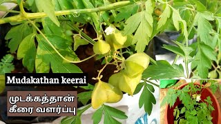 How to grow Mudakathan Keerai Plant Growing Mudakathan plant from seedsமுடக்கத்தான் கீரை வளர்ப்பு [upl. by Aleka577]