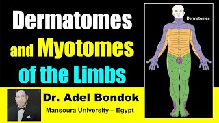 Dermatomes and Myotomes of the Body Dr Adel Bondok [upl. by Bocock]