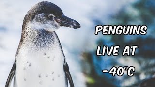 How Do Penguins Stay Warm in 40°C Temperatures 🐧❄️ [upl. by Caitlin]