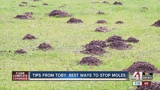 Tips from Toby Best ways to stop moles [upl. by Ilario]