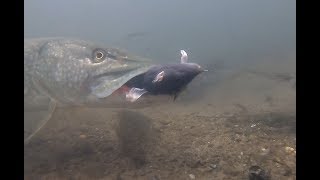 Pike Devours RAT [upl. by Grof161]