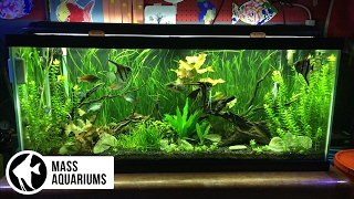 How to set up a FRESHWATER AQUARIUM Beginners guide to your 1st Fish Tank [upl. by Hoagland]