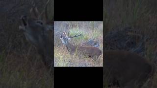 Red Deer Stag Calling Sounds During the Rut  Cervus elaphus Sounds [upl. by Gnak]