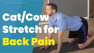 Cat And Cow Stretch  Best Stretch For Your Back Pain [upl. by Isaac]