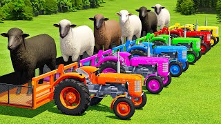 TRANSPORTING SHEEPS WITH COLORED ZETOR TRACTORS amp FORD CARS  Farming Simulator 22 [upl. by Pritchard729]