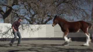 HD Clydesdales 2013 Budweiser Super Bowl Ad — Extended Version of quotBrotherhoodquot [upl. by Rene211]