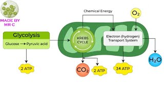 Year 9 Cellular Respiration Vodcast [upl. by Nekcarb]