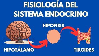 El sistema endócrino fisiología de glándulas y hormonas [upl. by Schreiber702]