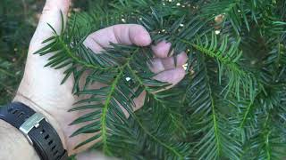 Identifying yew [upl. by Zahc]