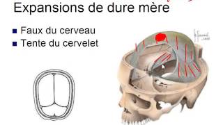 Méninges Neuroanatomie DrHasboun [upl. by Asteria459]