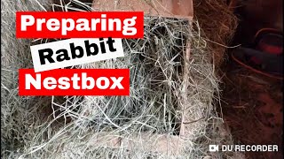 Preparing Nestbox for New Zealand Rabbit [upl. by The621]