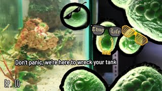 Nano Macroalgae Aquarium  Ep 10 Cyanobacteria The LoveHate Relationship [upl. by Lyndes746]