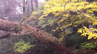 The Epiphytic Plants of Kikuchi Gorge Kumamoto Prefecture Kyushu Japan [upl. by Ynaffet]