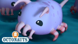 Octonauts  The Sea Pigs  Season 3  Full Episodes  Cartoons for Kids [upl. by Ecargyram807]