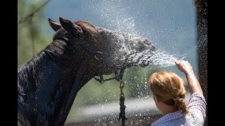 Working for Arrowfield Stud [upl. by Aimaj]