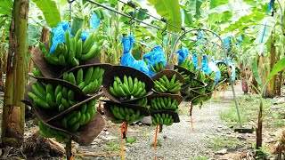 How To Banana Harvesting Cableway  Banana Processing in factory  Banana Farm to harvest [upl. by Erdna513]