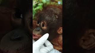 A Tiny Orangutan Is Rescued From A Village In Indonesia [upl. by Anirtep]