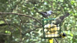 gray Palm Tanager [upl. by Jessamyn894]