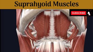 Suprahyoid Muscles  Attachment  Nerve Supply Actions Relations of Posterior belly of Digastric [upl. by Imelda347]