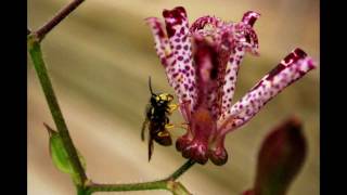 Hairy Toad Lily Tricyrtis hirta [upl. by Neehahs]