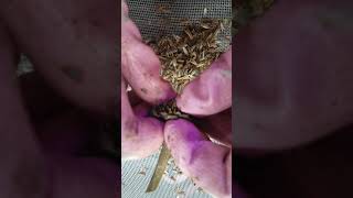 How to harvest Tithonia  Mexican Sunflower seeds [upl. by Kirima]