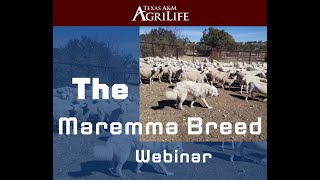 The Maremma Breed [upl. by Nov]