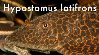 Hypostomus latifrons  Rio Paraguay Basin [upl. by Rehotsirhc]