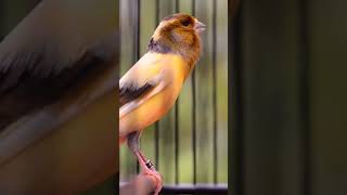 CANARY SINGING BIRDS SOUNDS AT ITS BEST  MELODIES CANARY BIRD SONG bird short canary [upl. by Nortyad]