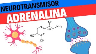 Fisiología de la Adrenalina y la Noradrenalina Neurociencias 11 [upl. by Eeclehc]