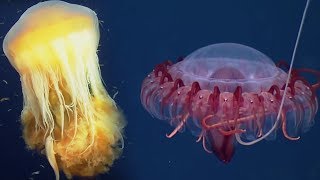 Deep Ocean 10 Hours of Relaxing Oceanscapes  BBC Earth [upl. by Karna988]