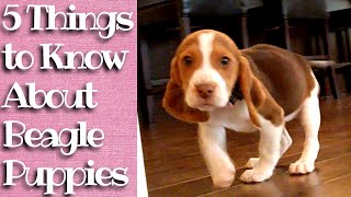 Things to know about Beagle Puppies [upl. by Kannry]