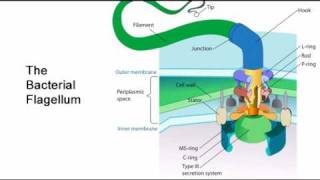 Intelligent Design is not a scientific theory  part 2 Irreducible Complexity [upl. by Eseeryt290]