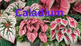 caladium floriculturenature [upl. by Atirabrab283]