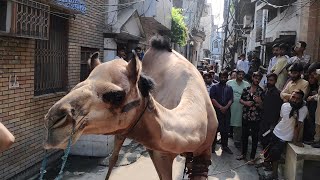 Qabaristan Rd Grw Camel Qurbani 2023 Bakraqurbani [upl. by Nollad109]