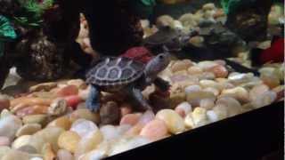 Feeding My New Blue Diamondback Terrapin Turtle A Shrimp [upl. by Ettolrahc]