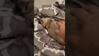 When Your Pouched Rat Finds Your Bed [upl. by Karlotte]