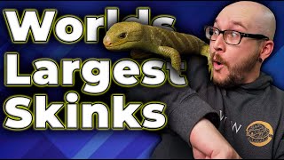 The BIGGEST Skink In The World All About Monkey Tailed Skinks [upl. by Say]