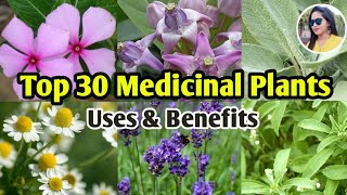 30 Medicinal Plants And Their Uses  Ayurvedic Plants Names  Medicinal Herbs  Lipsha world [upl. by Nedyah]