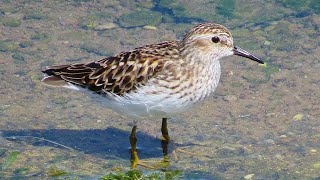 Least Sandpiper [upl. by Yttig]