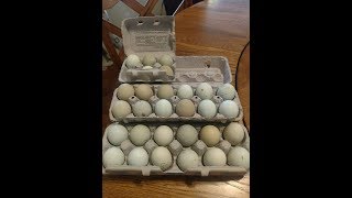 Araucana Chickens  Packaging Hatching Eggs for Shipping  April 182018 [upl. by Corbett]