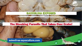 SACCULINA EXPOSED The Shocking Parasite That Takes Over Crabs [upl. by Aehtorod728]