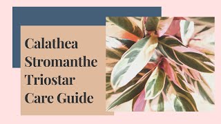 Calathea Stromanthe Triostar Care Guide And Propagation [upl. by Aivilys41]