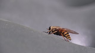 Texas sees surge in horseflies in Beryls wake [upl. by Synn288]