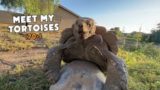 Meet My Tortoises Feeding Enclosures and More  Daily Routine [upl. by Saito]