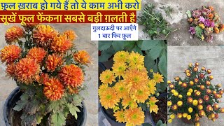 गुलदाऊदी फ़ूल सूखे है तो बिलकुल मत फेंकना  Secret Tips To Get Chrysanthemum Blooms After Pruning [upl. by Seif888]