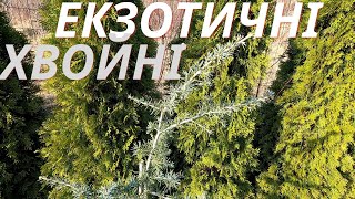 Екзотичні хвойні на Заході України  Кедри справжні Аурея  Карл фукс  Ліванський  Cedrus libani [upl. by Sabba]