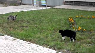 Cat Chases Dog [upl. by Darbee]