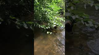 Puppy in cool water scared [upl. by Bornstein]